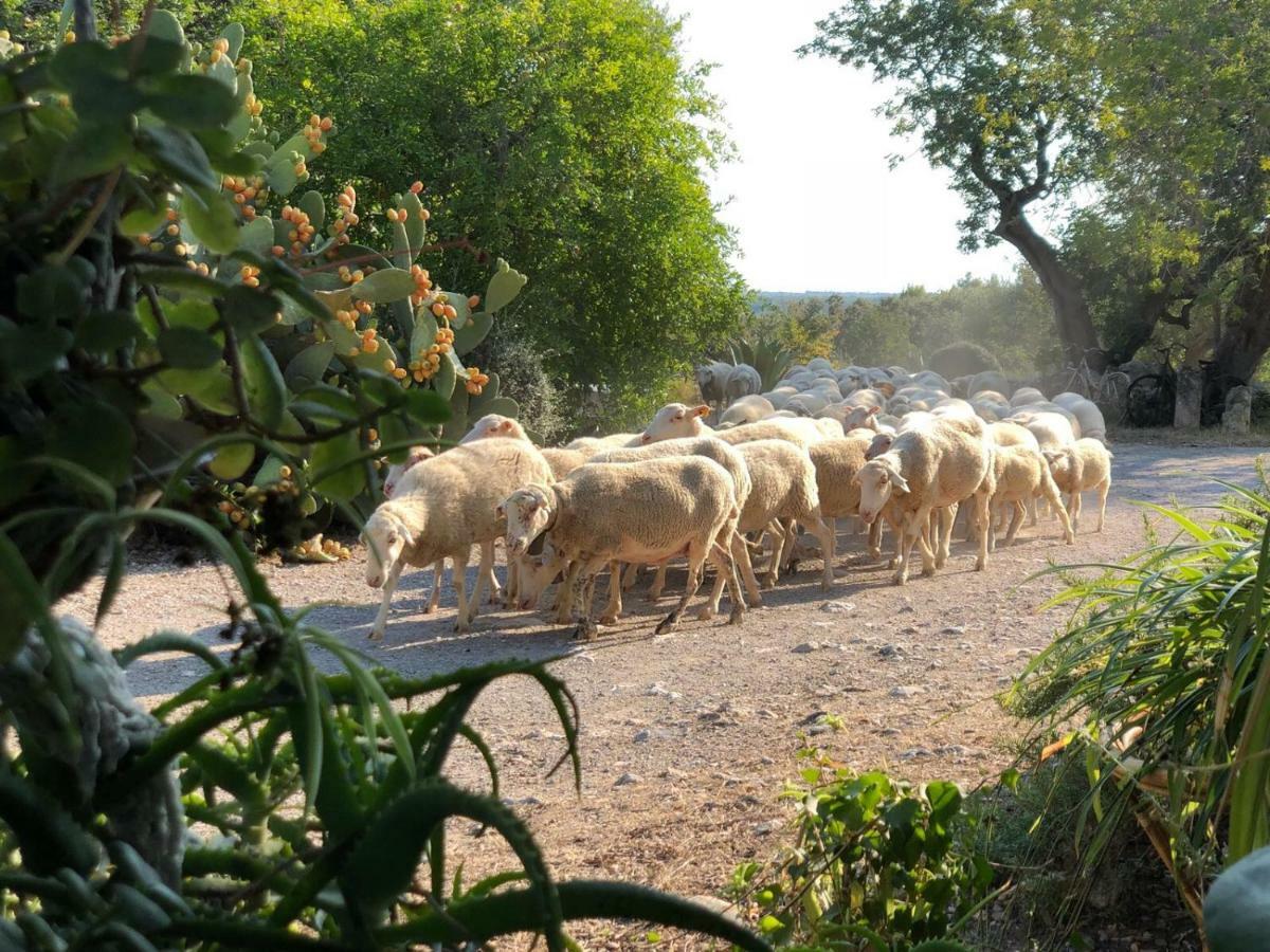 Agroturismo Can Guillo Villa Pollença Eksteriør bilde