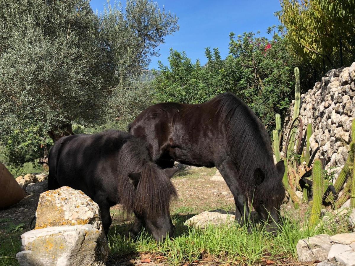 Agroturismo Can Guillo Villa Pollença Eksteriør bilde