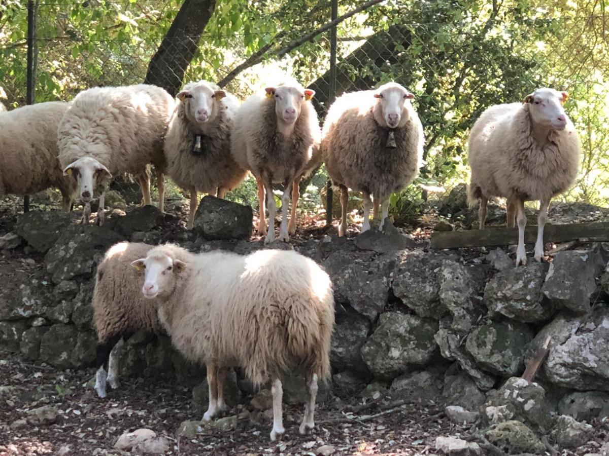 Agroturismo Can Guillo Villa Pollença Eksteriør bilde