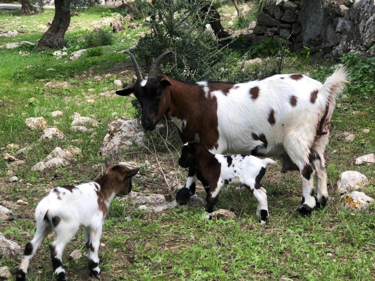 Agroturismo Can Guillo Villa Pollença Eksteriør bilde