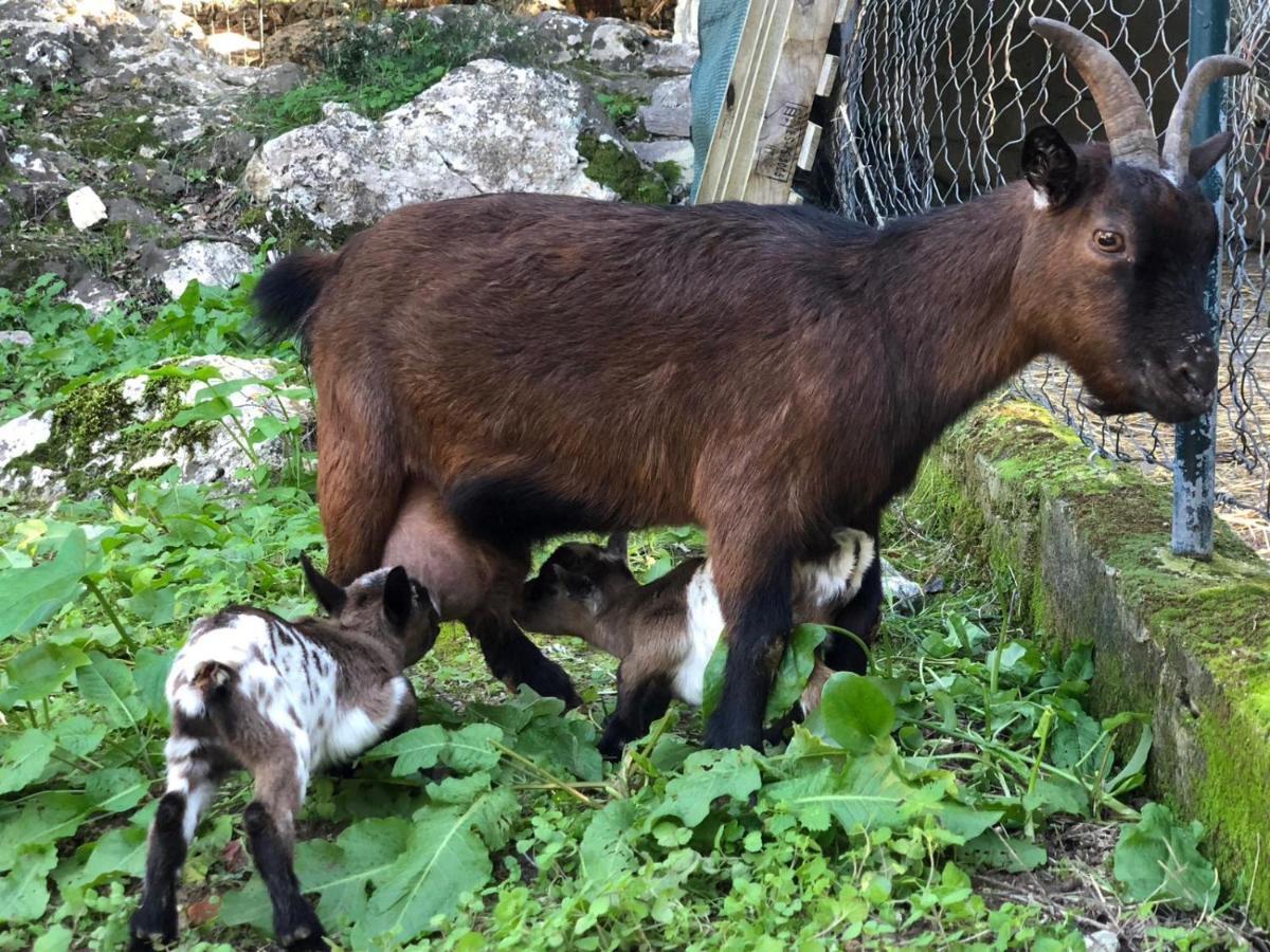 Agroturismo Can Guillo Villa Pollença Eksteriør bilde